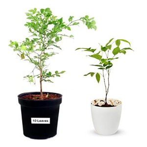 Plant Category Image